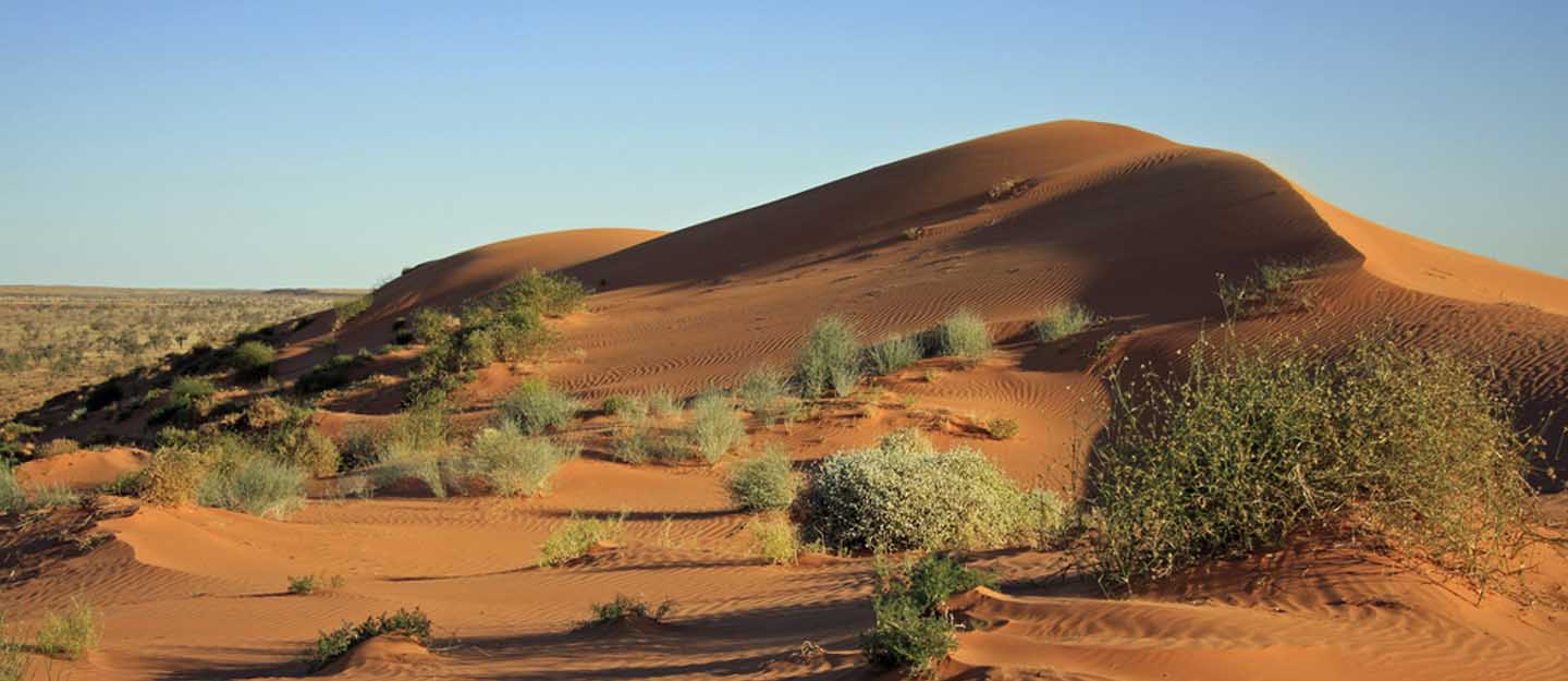 نباتات صحراوية في الامارات تعريفها أنواعها سماتها ماي بيوت
